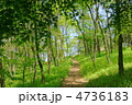 5月　雑木林12新緑