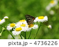 トラフシジミとハルジオン