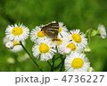 トラフシジミとハルジオン