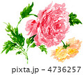 ranunculas12511pix