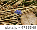 ツバメシジミ