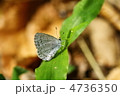 ルリシジミ