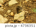 コジャノメ