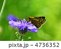 コチャバネセセリ