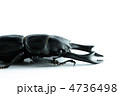 オオクワガタ