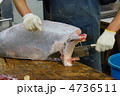 マグロ解体