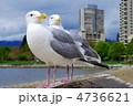 なかよしカモメ