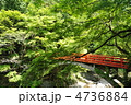 京都　指月橋と新緑