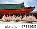 京都　平安神宮の桜みくじ