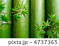 並べた竹とカエデの葉