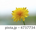 蒲公英の花