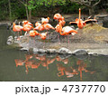 フラミンゴ　flamingos