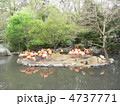 フラミンゴ　flamingos