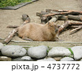 カピバラ　Capybara