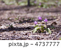枯葉の中に咲く3輪のカタクリの花