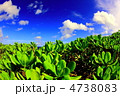海沿いの植物 海沿いの植物