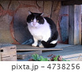 軒下のネコ