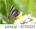 トラフシジミ春型