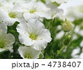 アレナリア・モンタナの花