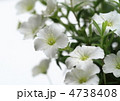 アレナリア・モンタナの花