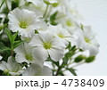 アレナリア・モンタナの花