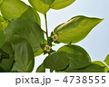 柿の葉と花