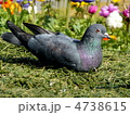 鳩
