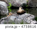 鴨