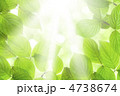 新緑