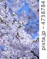 青空の中の桜