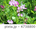 れんげと蜂