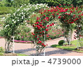 薔薇のアーチ