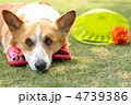 上目づかいのコーギー