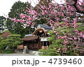 京都　梅宮大社