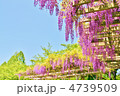 藤棚