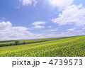 初夏の丘