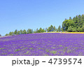 ラベンダーの丘