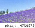 ラベンダーの丘