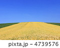 麦の丘
