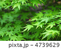 もみじの実-2