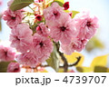 長崎県大村市　大村桜　