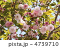 長崎県大村市　大村桜