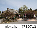 長崎県大村市　大村桜