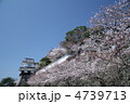 長崎県大村市　大村桜