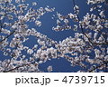 長崎県大村市　大村桜
