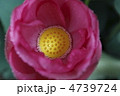 大賀蓮