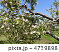 林檎の花