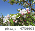 林檎の花