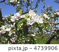 林檎の花