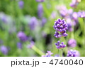 ラベンダーの蕾